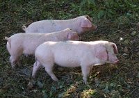 Three little piggies!