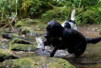 Watermill Cottages – A Dogtastic Holiday by Monty, the black lab