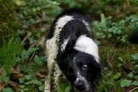 A dogtastic review by Charlie, the Springer Spaniel
