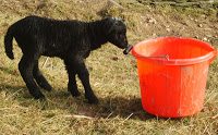 First twin lambs at Watermill Cottages!